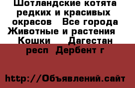 Шотландские котята редких и красивых  окрасов - Все города Животные и растения » Кошки   . Дагестан респ.,Дербент г.